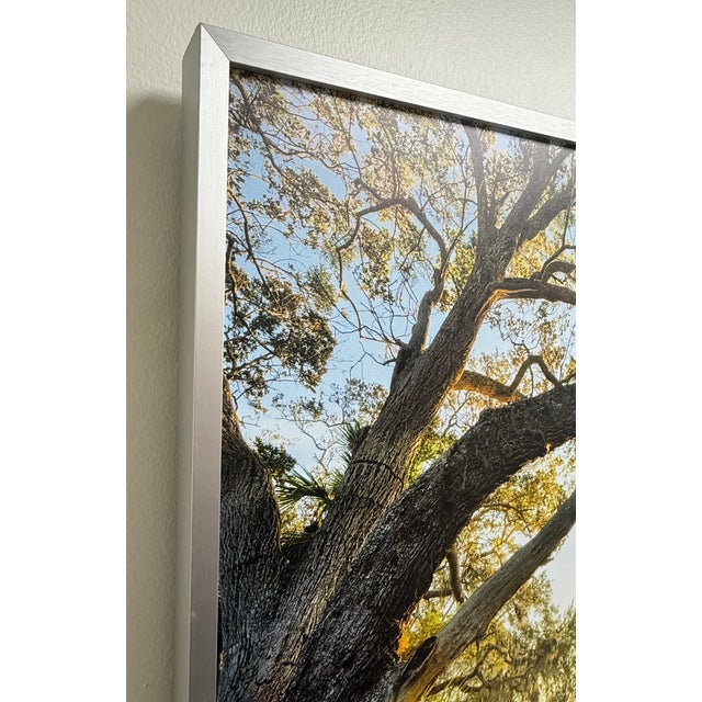 Sunlit Path Under Live Oak Branches, Framed Photograph, Artist Will Dickey For Sale In Jacksonville, FL - Image 6 of 7