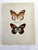 Up for sale is this gorgeous lithograph by F. Prochazka, published in Great Britain in 1965. It is in excellent, gently-...