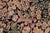 1990s 1990s Shabby Chic Botanical Inkalab Pak-Persian Black/ Tan Wool Rug - 10' X 14'3" For Sale - Image 5 of 10