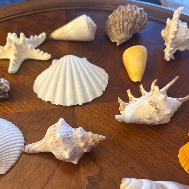 Coastal Curated Coastal Marine Specimen & Sea Shell Collection For Sale - Image 3 of 12