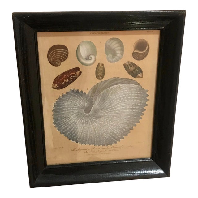 Early 19th Century Dutch Engraving of Shells, Framed For Sale