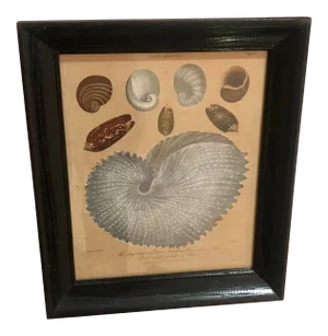 Early 19th Century Dutch Engraving of Shells, Framed