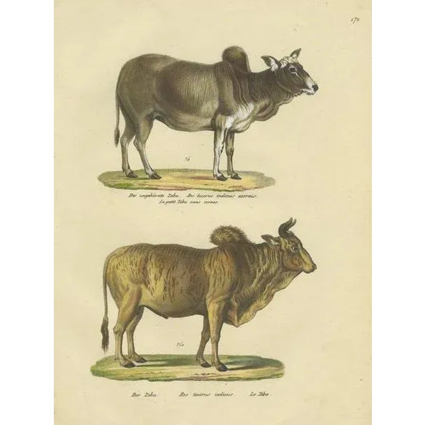 Schinz, Illustration of a Zebu and Horned Zebu, 1824, Hand Colored Print For Sale - Image 3 of 6