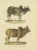 Schinz, Illustration of a Zebu and Horned Zebu, 1824, Hand Colored Print For Sale - Image 3 of 6