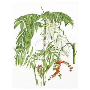 Marion Sheehan Chamaedora Lithograph