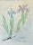 Shabby Chic Late 20th Century Virginian Botanical Still Life Study “Iris Cristata Dwarf Iris” by Artist Kay Ogle 1991 For Sale - Image 3 of 12