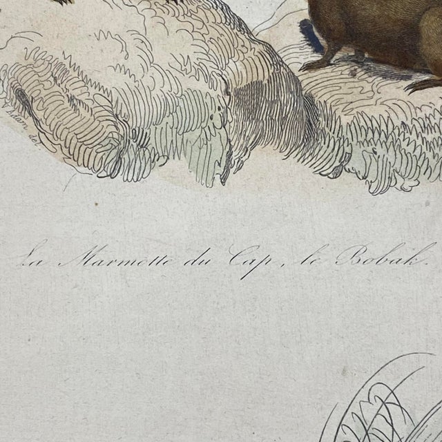 18th Century French Antique 18th Century "La Marmotte Du Cap" Animal Engraving Hand Colored Signed Artwork For Sale - Image 5 of 12