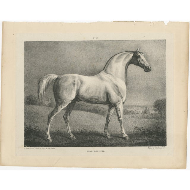 After Chalon, Mambrino Thoroughbred Horse Portrait, 1840, Lithograph For Sale - Image 3 of 9