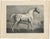 After Chalon, Mambrino Thoroughbred Horse Portrait, 1840, Lithograph For Sale - Image 3 of 9