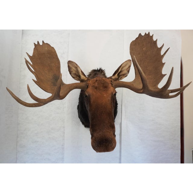 Moose Head Bust Mount Would look beautiful on its own above a fireplace or would make a great addition to a larger...