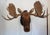 Moose Head Bust Mount Would look beautiful on its own above a fireplace or would make a great addition to a larger...