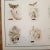 A pair of vintage 1940's English school teaching posters. Printed in England. Features Moths and insects. Measurements are...