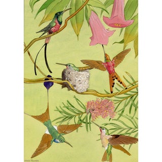 William Neave Parker, Hummingbirds Illustration, 1950s, Gouache For Sale
