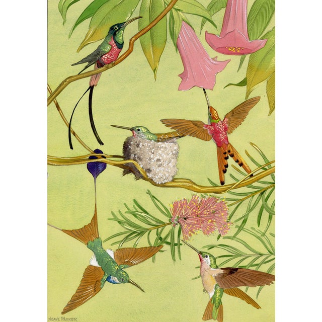 William Neave Parker, Hummingbirds Illustration, 1950s, Gouache For Sale