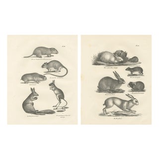 After Schinz, Rodents & Hares, Guinea Pig & Jerboa, 1830, Prints, Set of 2 For Sale