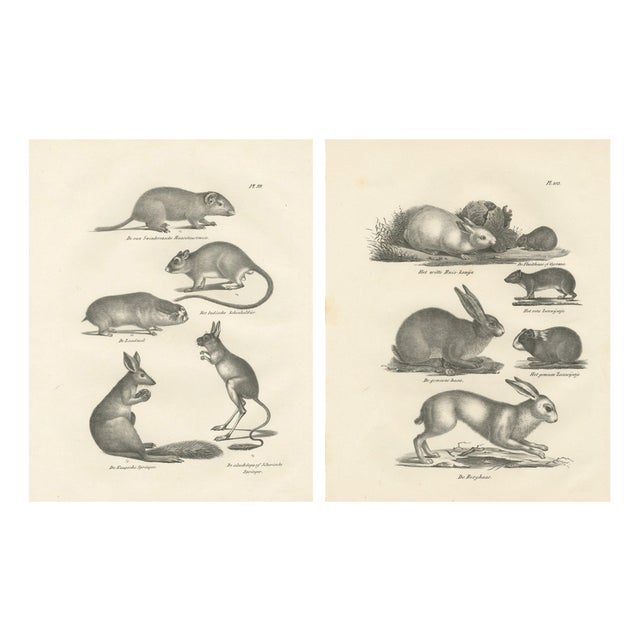 After Schinz, Rodents & Hares, Guinea Pig & Jerboa, 1830, Prints, Set of 2 For Sale