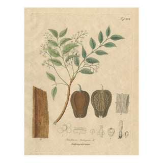 Swietenia Mahagoni, 1800s, Paper For Sale