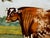 Late 19th Century Victorian British Shorthorn Bull Pastoral Oil Painting in Gilt Frame c.1890 in the Manner of William Ward For Sale - Image 5 of 18
