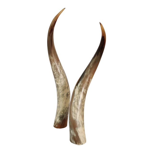 Vintage Texas Longhorns Mounted on Acrylic - a Pair For Sale