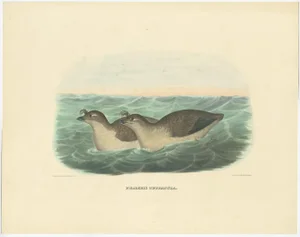 Pacific Dovekie, 1869, Paper
