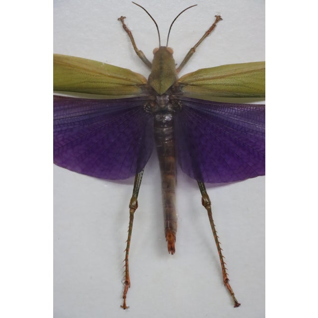 Purple Framed Titanacris Albipes Purple-Winged Grasshopper Shadow Box For Sale - Image 8 of 8