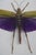 Purple Framed Titanacris Albipes Purple-Winged Grasshopper Shadow Box For Sale - Image 8 of 8