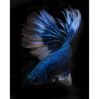 Tropical Fish 3 by Michael Filonow Print, 16" x 20" For Sale