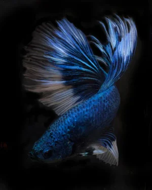 Tropical Fish 3 by Michael Filonow Print, 16" x 20"