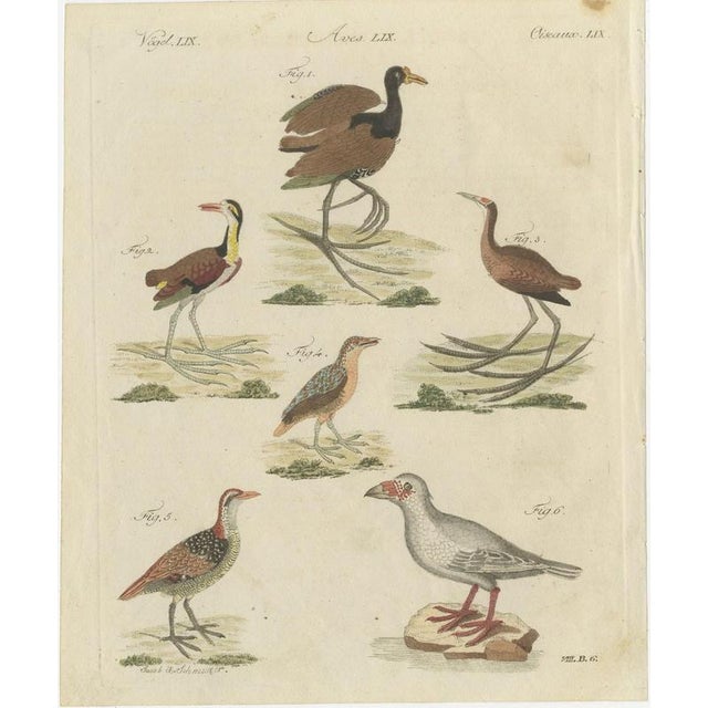 Bertuch, Jacanas and Wading Birds with Long Toes, 1805, Print For Sale - Image 3 of 12