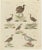 Bertuch, Jacanas and Wading Birds with Long Toes, 1805, Print For Sale - Image 3 of 12