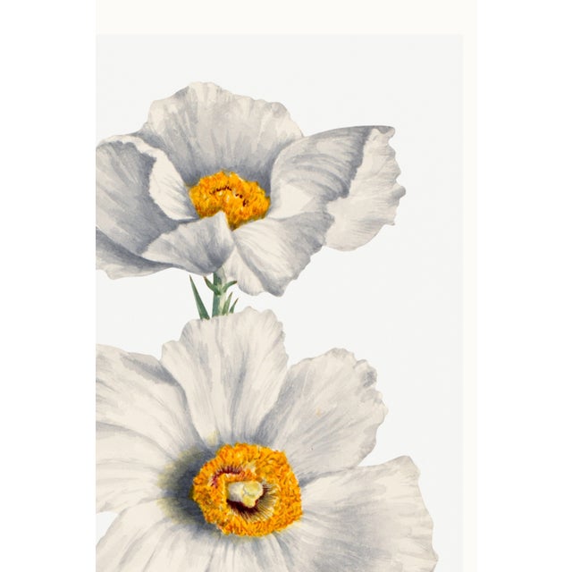 White Matilija Poppy, Vintage Botanical Art Print Reproduction by Mary Vaux Walcott, 24″ × 36″ For Sale - Image 8 of 10