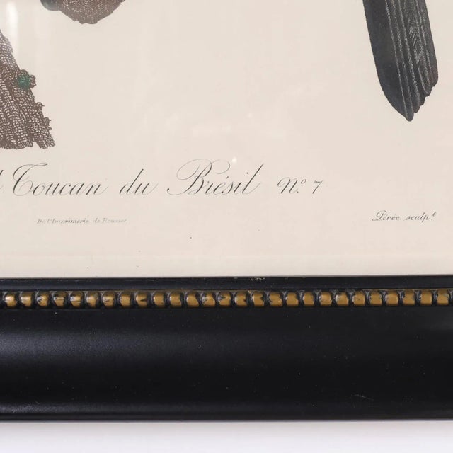 Antique Hand Colored Engraving of a Toucan by Jacques Barraband For Sale In West Palm - Image 6 of 9