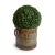 Old industrial iron bucket with faux boxwood topiary ball. Great display piece that does not need water. Each is slightly...