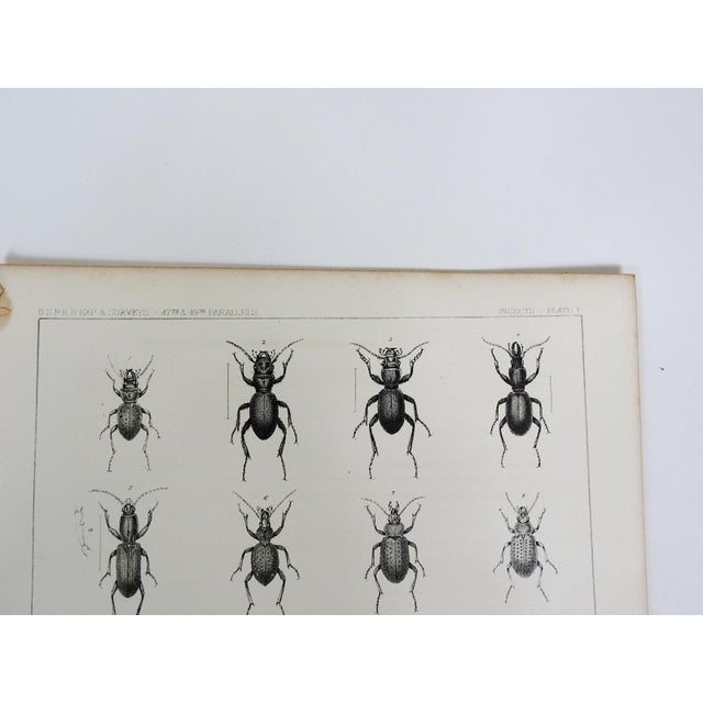 Pair of antique mid 19th century lithograph on paper of insects and beetles book plate. Published by the US Pacific...