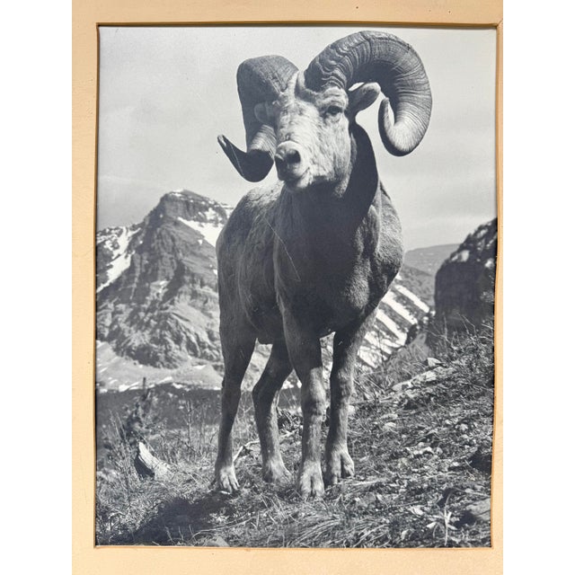 A vintage black and white photograph of a bighorn ram in alpine terrain, presented in its original walnut-tone frame with...