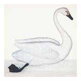 Bewick's Swan Plate 1. By Olof Rudbeck For Sale