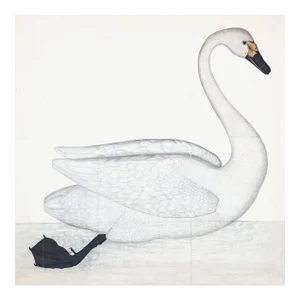 Bewick's Swan Plate 1. By Olof Rudbeck