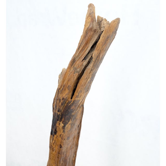 Mid Century Modern 78" Tall Narrow Drift Wood Sculpture Specimen on Wooden Base For Sale - Image 6 of 9