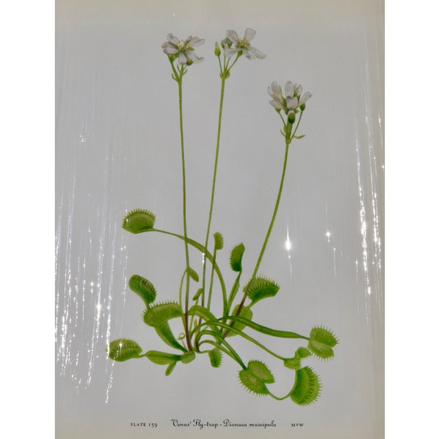 Set of 12 Vintage Botanical Prints Unframed For Sale - Image 11 of 14