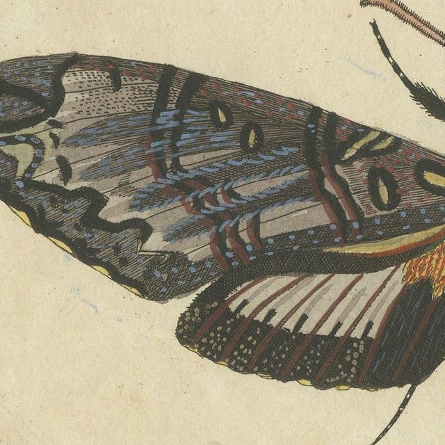Bertuch, Two Large Exotic Moths, 1815, Print For Sale - Image 9 of 12