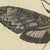 Bertuch, Two Large Exotic Moths, 1815, Print For Sale - Image 9 of 12