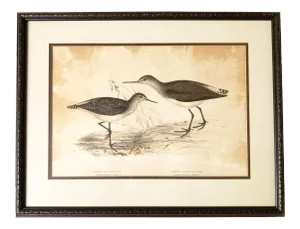 Antique Gould, Joseph Wolf, h.c. Richter Hand Colored Original Sandpiper Lithograph Artwork
