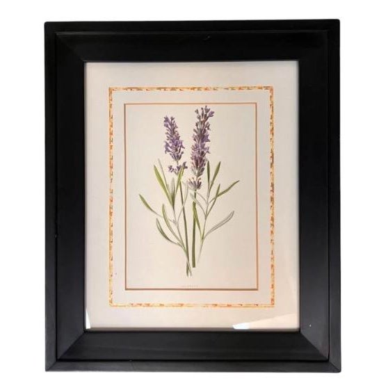 Glass Framed/Matted Set of 6 Chromolithograph Prints - "Familiar Garden Flowers" Published C1880, London, Uk by F. Edward Hulme & Shirley Hibberd For Sale - Image 7 of 7