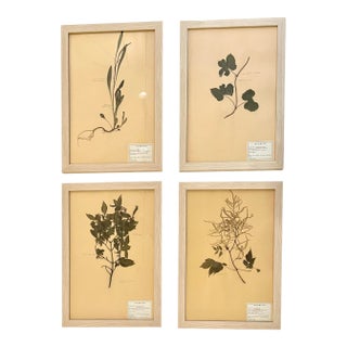 Vintage Set of 4 French Custom Framed Herbarium Botanical Specimens For Sale