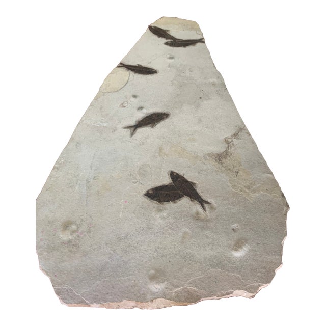 50,000,000 Yr Old Large Diplomytus and Cockerellites Fish Fossil Plate For Sale