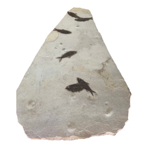 50,000,000 Yr Old Large Diplomytus and Cockerellites Fish Fossil Plate