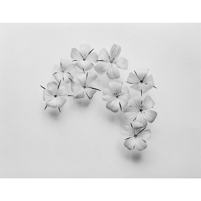 Agrostemma Crescent' 2024 Photographed using large format 4x5 film camera. from limited edition of 20. The photograph is...