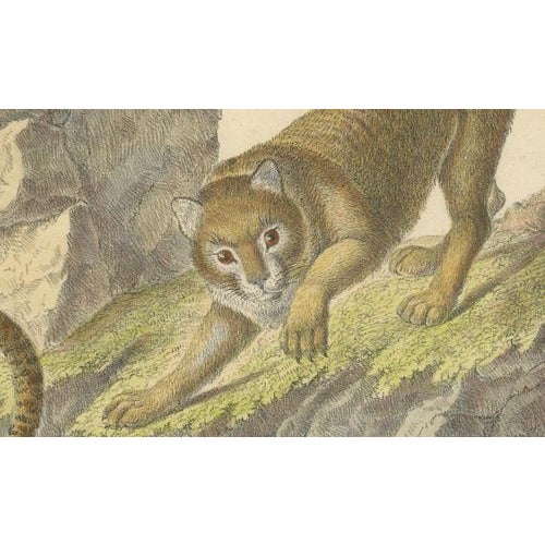 Paper Karl Joseph Brodtmann, Leopard & Panther, 1816, Lithograph For Sale - Image 7 of 9