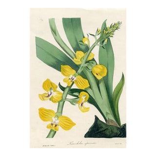 1837, Lissochilus Orchid Print From Joseph Paxton, Original Antique Orchid Print, Lithograph, Hand-Colored, England For Sale