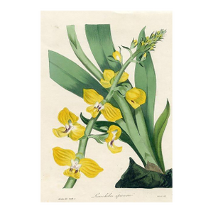 1837, Lissochilus Orchid Print From Joseph Paxton, Original Antique Orchid Print, Lithograph, Hand-Colored, England